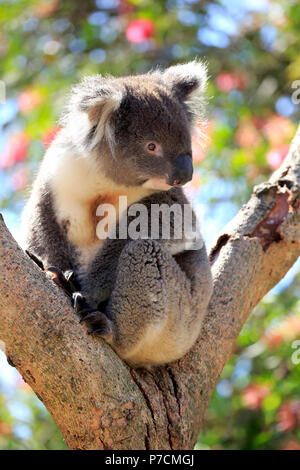 Il Koala, adulto su albero, Kangaroo Island, South Australia, Australia (Phascolarctos cinereus) Foto Stock