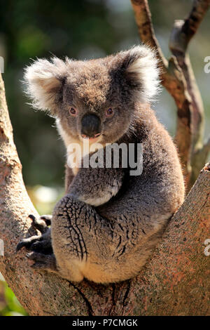 Il Koala, adulto su albero, Kangaroo Island, South Australia, Australia (Phascolarctos cinereus) Foto Stock