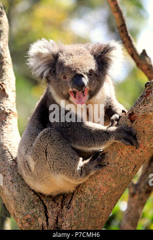 Il Koala, adulti su albero jawning, Kangaroo Island, South Australia, Australia (Phascolarctos cinereus) Foto Stock