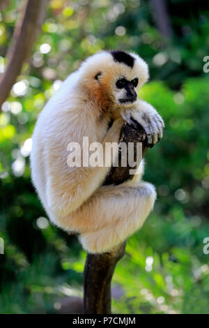 Northern White-Cheeked gibbone, femmina adulta su albero, Vietnam, Asia (Nomascus leucogenys) Foto Stock