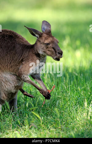 Grigio orientale canguro, femmina adulta con corteccia di eucalipto, Mount Lofty, South Australia, Australia (Macropus giganteus) Foto Stock