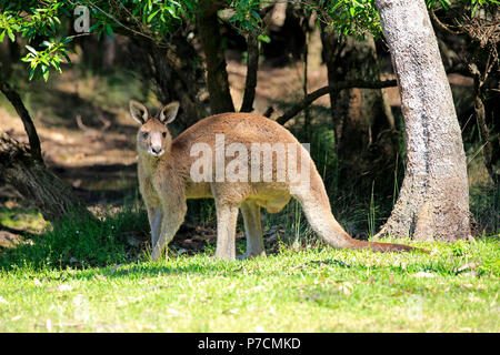 Grigio orientale canguro, maschio adulto, Allegro Beach, Murramarang Nationalpark, Nuovo Galles del Sud, Australia, (Macropus giganteus) Foto Stock