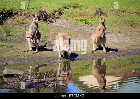 Grigio orientale canguro, femmina adulta con giovani guardando al di fuori della sacca, adulti con joey nella sacca, gruppo a acqua, Merry Beach, Murramarang Nationalpark, Nuovo Galles del Sud, Australia, (Macropus giganteus) Foto Stock