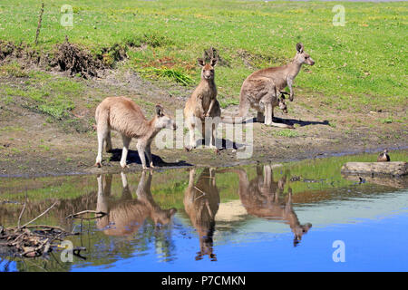 Grigio orientale canguro, femmina adulta con giovani guardando al di fuori della sacca, adulti con joey nella sacca, gruppo a acqua, Merry Beach, Murramarang Nationalpark, Nuovo Galles del Sud, Australia, (Macropus giganteus) Foto Stock