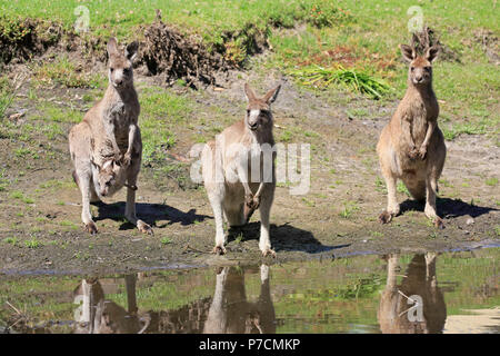 Grigio orientale canguro, femmina adulta con giovani guardando al di fuori della sacca, adulti con joey nella sacca, gruppo a acqua, Merry Beach, Murramarang Nationalpark, Nuovo Galles del Sud, Australia, (Macropus giganteus) Foto Stock