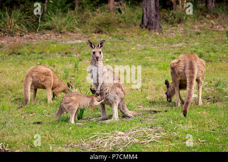 Orientale Canguro grigio, gruppo di giovani alla ricerca di cibo, Allegro Beach, Murramarang Nationalpark, Nuovo Galles del Sud, Australia, (Macropus giganteus) Foto Stock