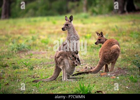 Orientale Canguro grigio, adulti con joey nella sacca, Allegro Beach, Murramarang Nationalpark, Nuovo Galles del Sud, Australia, (Macropus giganteus) Foto Stock