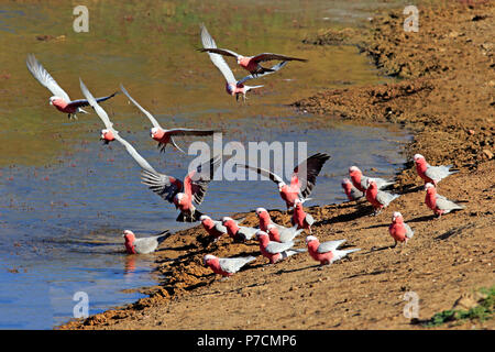 Galah, gruppo di adulti in acqua, Sturt Nationalpark, Nuovo Galles del Sud, Australia, (Eolophus roseicapillus) Foto Stock