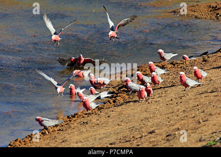 Galah, gruppo di adulti in acqua, Sturt Nationalpark, Nuovo Galles del Sud, Australia, (Eolophus roseicapillus) Foto Stock