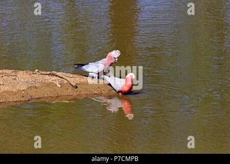 Galah, matura in acqua, Sturt Nationalpark, Nuovo Galles del Sud, Australia, (Eolophus roseicapillus) Foto Stock