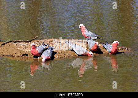 Galah, gruppo di adulti in acqua potabile, Sturt Nationalpark, Nuovo Galles del Sud, Australia, (Eolophus roseicapillus) Foto Stock