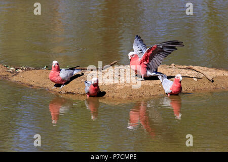 Galah, gruppo di adulti in acqua potabile, Sturt Nationalpark, Nuovo Galles del Sud, Australia, (Eolophus roseicapillus) Foto Stock