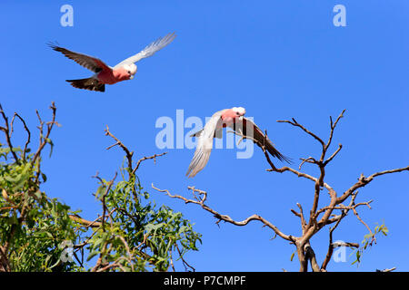 Galah, giovane battenti, Sturt Nationalpark, Nuovo Galles del Sud, Australia, (Eolophus roseicapillus) Foto Stock