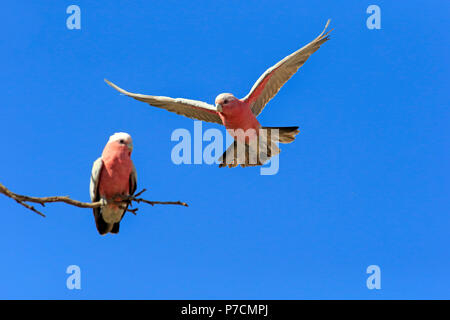 Galah, giovane battenti, Sturt Nationalpark, Nuovo Galles del Sud, Australia, (Eolophus roseicapillus) Foto Stock