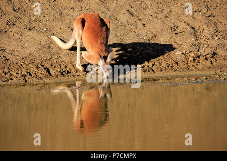 Canguro rosso, maschio adulto in acqua potabile, Sturt Nationalpark, Nuovo Galles del Sud, Australia, (Macropus rufus) Foto Stock