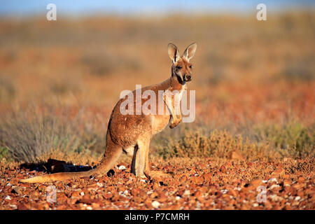 Canguro rosso, maschi adulti, avviso Sturt Nationalpark, Nuovo Galles del Sud, Australia, (Macropus rufus) Foto Stock