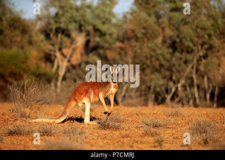 Canguro rosso, maschi adulti, avviso Sturt Nationalpark, Nuovo Galles del Sud, Australia, (Macropus rufus) Foto Stock