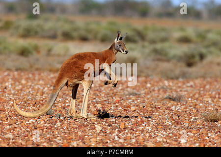 Canguro rosso, maschi adulti, avviso Sturt Nationalpark, Nuovo Galles del Sud, Australia, (Macropus rufus) Foto Stock