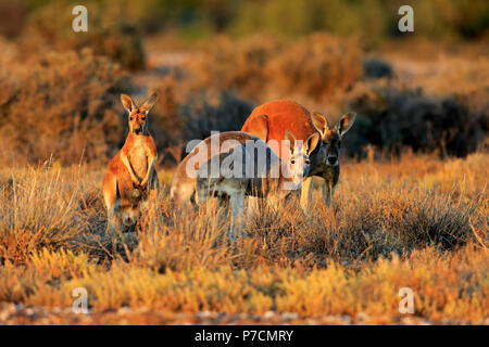 Canguro rosso, famiglia di avviso, Sturt Nationalpark, Nuovo Galles del Sud, Australia, (Macropus rufus) Foto Stock