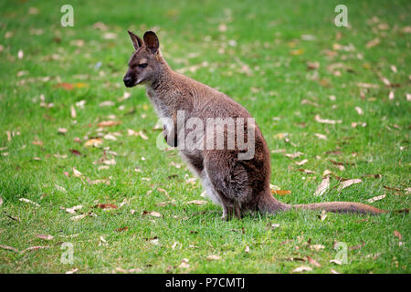 Rosso-un wallaby dal collo, Bennett Wallaby, avviso per adulti, Cuddly Creek, South Australia, Australia (Macropus rufogriseus) Foto Stock