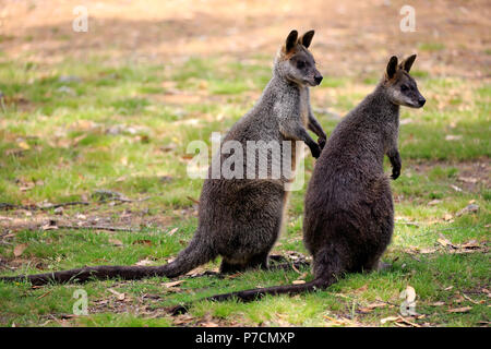 Swamp Wallaby, adulto giovane alert, Mount Lofty, South Australia, Australia (Wallabia bicolor) Foto Stock