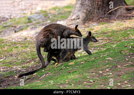 Swamp Wallaby, adulto giovane corteggiamento, Mount Lofty, South Australia, Australia (Wallabia bicolor) Foto Stock