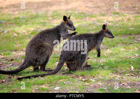 Swamp Wallaby, adulto giovane corteggiamento, Mount Lofty, South Australia, Australia (Wallabia bicolor) Foto Stock