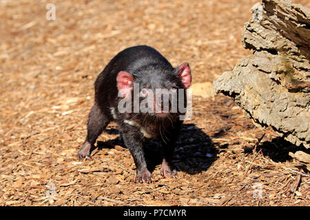 Diavolo della Tasmania, adulto, Mount Lofty, Sud Autralia, Australia (Sarcophilus harrisii) Foto Stock