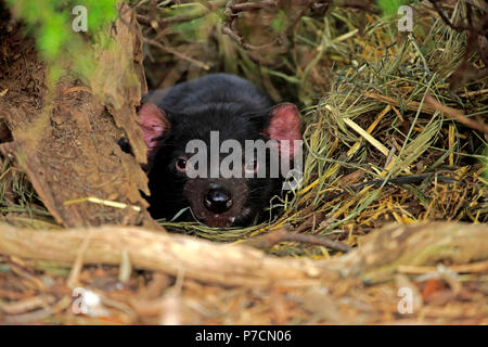 Diavolo della Tasmania, adulti ritratto, Mount Lofty, Sud Autralia, Australia (Sarcophilus harrisii) Foto Stock