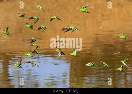 Budgerigar, gruppo volare sull'acqua, Sturt Nationalpark, Nuovo Galles del Sud, Australia, (Melopsittacus undulatus) Foto Stock