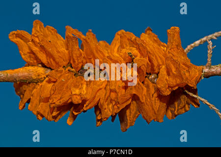 Pera europea ruggine, (Gymnosporangium fuscum syn. Gymnosporangium sabinae) Foto Stock