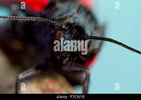 Il cinabro tarma (Tyria jacobaeae) Foto Stock