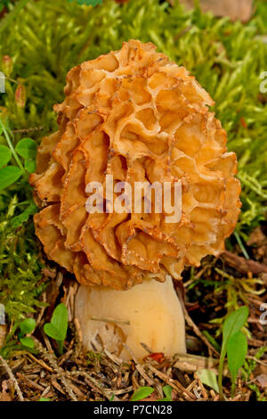 Comune, morel morel, (Morchella esculenta) Foto Stock
