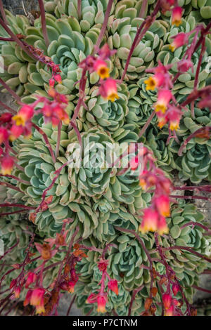 Primo piano di un Aeonium piante succulente fotografato in tropical giardini terrazzati sul St Michaels Mount in Cornwall, Regno Unito Foto Stock