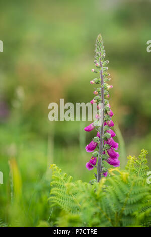 Foxglove fiore cresce su un prato sul Cornish sentiero costiero, Cornwall, Regno Unito Foto Stock