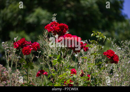 Rose rosse - sparato vicino Colemere Foto Stock