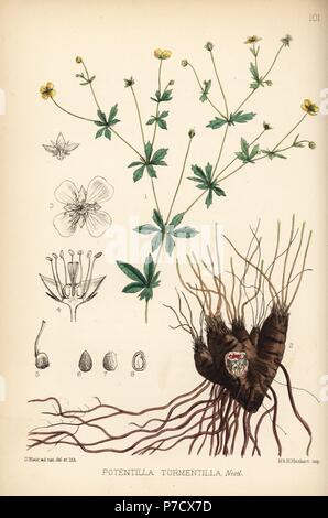 Tormentil, Potentilla erecta (Potentilla tormentilla). Litografia Handcolored da Hanhart dopo una illustrazione botanica da David Blair da Robert Bentley e Henry Trimen di piante medicinali, Londra, 1880. Foto Stock