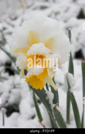 Giunchiglie in primavera ricoperta di neve Foto Stock