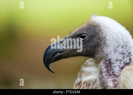 Ritratto del dorso bianco Vulture, profilo guardando a sinistra Foto Stock