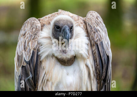 Ritratto frontale del dorso bianco Vulture Foto Stock