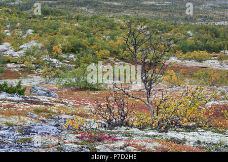 Colori luminosi, mountain birch (Betula pubescens) e rocce con licheni delle renne, Fjell in autunno, Rondane National Park, Norvegia Foto Stock