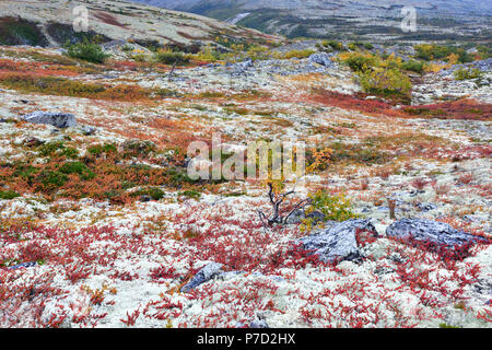 I colori luminosi e betulle e rocce con licheni delle renne, Fjell in autunno, Rondane National Park, Norvegia Foto Stock