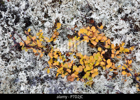 Colorata, licheni delle renne, Fjell in autunno, Rondane National Park, Norvegia Foto Stock