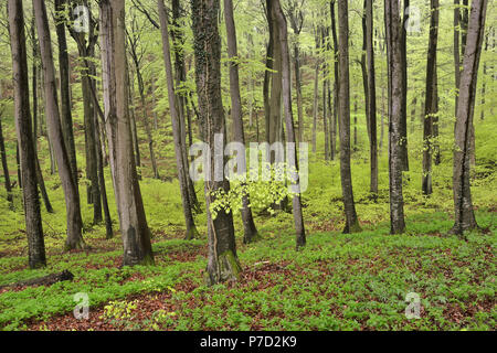 Comune di faggio (Fagus sylvatica) con verde maggio nel Jasmund National Park, Rügen, Meclemburgo-Pomerania, Germania Foto Stock