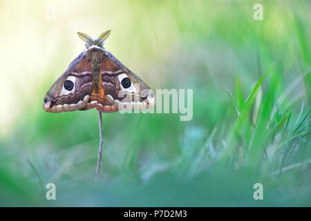 Piccola falena imperatore (Saturnia pavonia), maschio, captive, Turingia, Germania Foto Stock