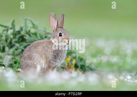 Un bambino coniglio selvatico nella parte anteriore della sua tana Foto  stock - Alamy