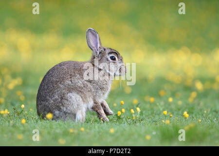Coniglio selvatico (oryctolagus cuniculus) seduto in un prato, Isola di Skye in Scozia Foto Stock