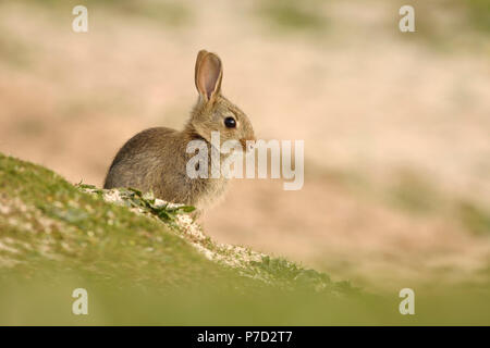 Giovani coniglio selvatico (oryctolagus cuniculus) si siede di fronte a sua den, Isola di Skye in Scozia Foto Stock