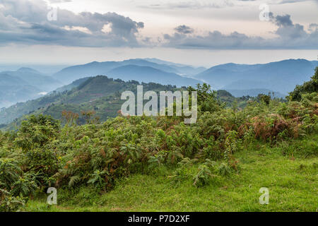 La foresta pluviale tropicale, Central African colline, Parco nazionale impenetrabile di Bwindi, Uganda Foto Stock