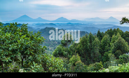 La foresta pluviale tropicale, Central African colline, vulcani Virunga in background, Parco nazionale impenetrabile di Bwindi, Uganda Foto Stock